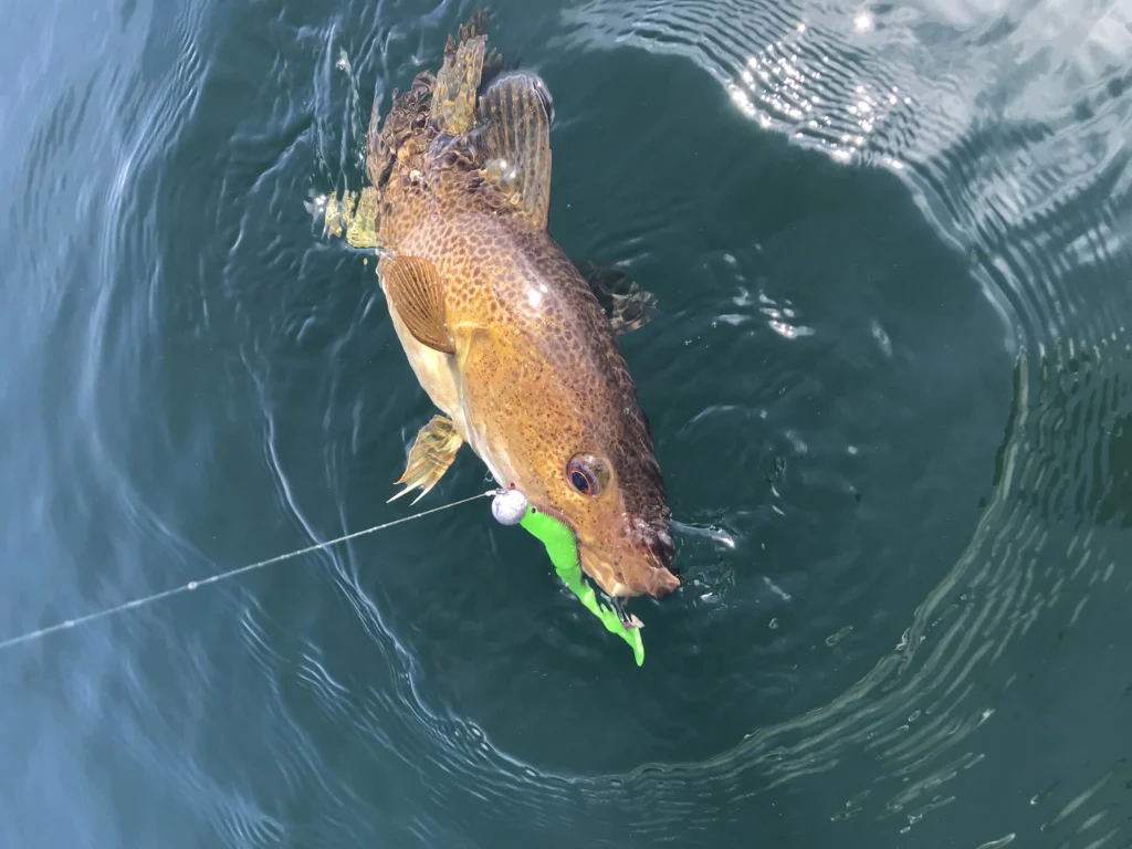 Dorschangeln Setup – Pilker, Gummifisch und Naturköder am Fjord