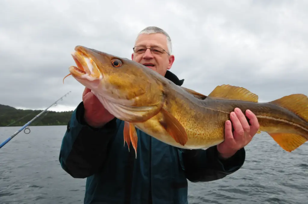 Dorsch angeln in norwegen